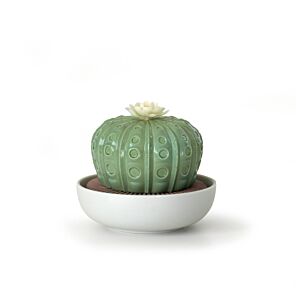 Astrophytum Cactus Diffuser. Tropical Blossoms Scent