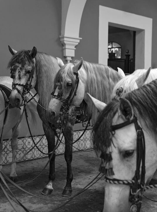 Horses of the Royal School of Equestrian Art